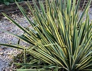 Jukka karolińska (Yucca filamentosa) odmiana ‘Bright Edge’ o dekoracyjnych liściach i pachnących kwiatach