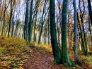 Czy Europejska Strategia Bioróżnorodności 2030 zagraża polskiej gospodarce drzewnej?