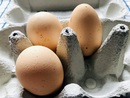 Warunki hodowli kur mają kluczowe znaczenie podczas zakupu jaj dla 68,5 proc. badanych konsumentów 