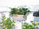 Jak uprawiać truskawki w pojemnikach, na balkonie 