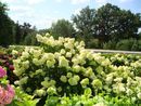 Hortensja bukietowa (Hydrangea paniculata 'Limelight')