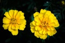 Najpiękniejsze kwiaty w kolorze żółtym 