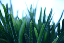 Aloes – roślina, która jest z nami od wieków