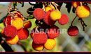 Drzewo truskawkowe (Arbutus unedo 'RUBRA')