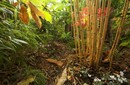 Bambus mrozoodporny Phyllostachys 'Aureocaulis'