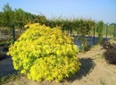 Bez koralowy - Sambucus racemosa 'Plumosa Aurea'