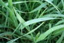 Różne odmiany trawy