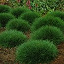 Kostrzewa zielona ( k. Gautiera, k. niedźwiedzia) Festuca gautieri ' Teddy bear'