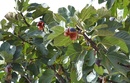 Figa pospolita (Ficus carica) 
