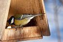 Zbuduj karmik dla ptaków