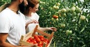 Jak sprawdzić jakość sadzonki pomidora malinowego przed posadzeniem w szklarni? Jakie sadzonki wybrać?