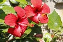 Hibiskus (Hibiscus L.)