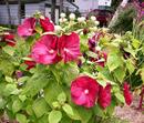 Gigantyczny Hibiscus Bylinowy 'Rogue'