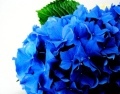 hydrangea_nikko_blue_zaj