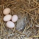 Fakty i mity na temat jajek - dlaczego warto jeść je często?