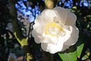 Kamelia  (Camellia L)