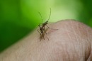 Jak walczyć z komarami w ogrodzie?