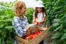 W tajemniczym świecie pomidorów: Od wyboru sadzonek do obfitych zbiorów w szklarni! Jak wybrać idealną sadzonkę pomidora malinowego?
