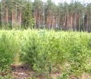 3 miliony drzewek w barlineckim Lesie Klientów