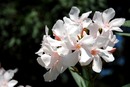 Oleander pospolity (Nerium oleander)