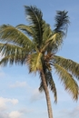 Plaża z palmami i leżakami na bulwarze nad Wisłą  