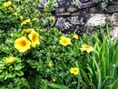 Pięciornik krzewiasty 'Goldfinger' (Potentilla fruticosa) - jego żółte kwiaty pokrywają całą roślinę od wiosny do przymrozków 