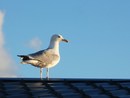 Ochrona dachów przed ptactwem