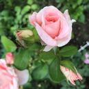 Różana rabata - jak ją pielęgnować, aby pięknie i obficie kwitła