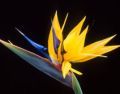 strelitzia_za