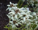 Szarotka alpejska - Leontopodium alpinum