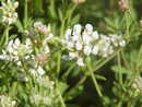 Szyplin szorstki (dorycnium hirsutum)