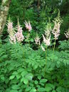 Tawułka chińska (Astilbe chinensis) - doskonała bylina rabatowa 