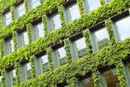 Zielona elewacja - ogrody wertykalne na fasadach budynków pozwalają obniżyć podatek od nieruchomości