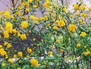Złotlin japoński - Kerria japonica 