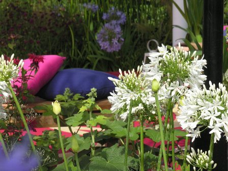 Agapant afrykański (Agapanthus africanus) – piękny i bardzo dekoracyjny kwiat do ogrodowych donic