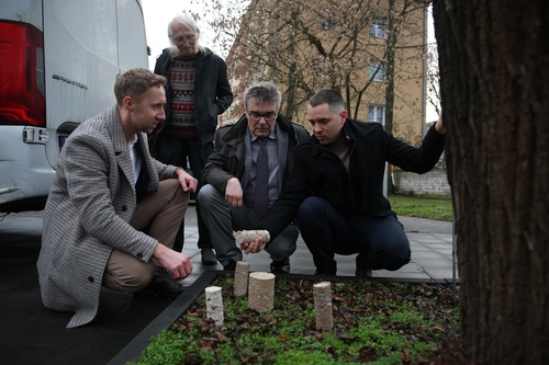 Jak uratować drzewa w miastach? Rozwiązanie daje technologia SVD