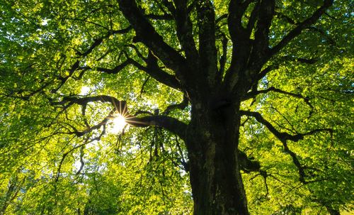 Pielęgnacja drzew - dlaczego warto skorzystać z usług profesjonalisty?