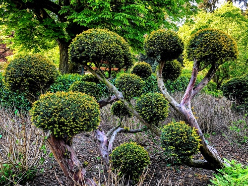 topiary - rzeźby z roślin