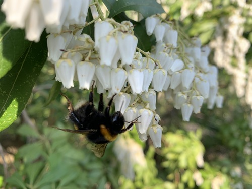 pieris japoński (Pieris japonica) 