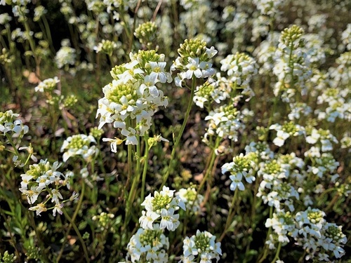 gęsiówka macedońska (Arabis ferdinandi-coburgi)roślina do ogródków skalnych 