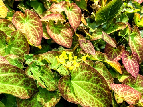 Epimedium pstre (Epimedium x versicolor) ‘Sulphureum’ – wspaniała roślina zadarniająca do cienistych miejsc