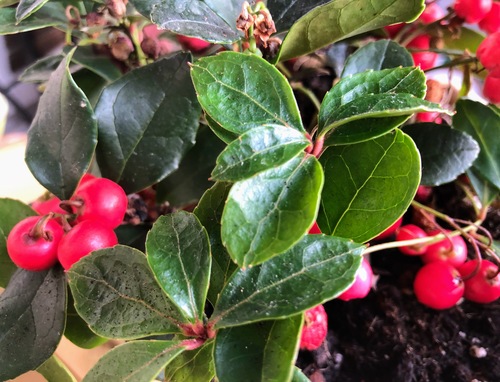 Gaultheria procumbens, znana też jako golteria rozesłana lub golteria pełzająca