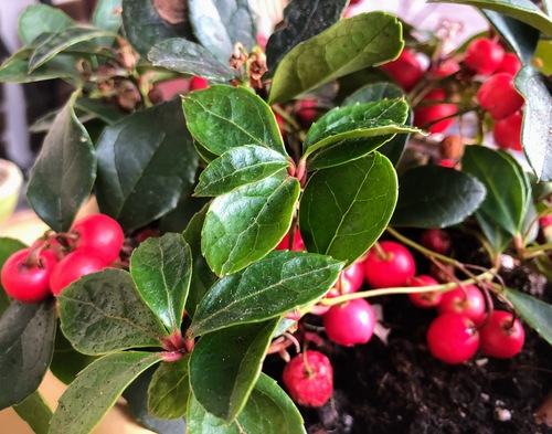 Gaultheria procumbens, znana też jako golteria rozesłana lub golteria pełzająca