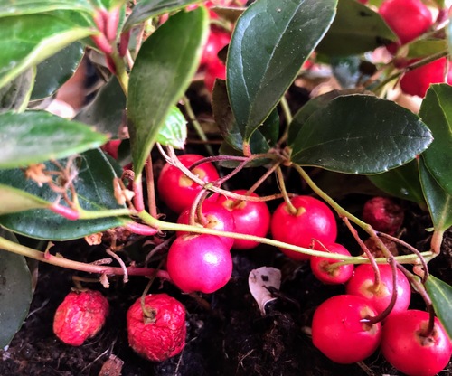 Gaultheria procumbens, znana też jako golteria rozesłana lub golteria pełzająca