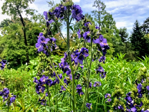 Wielosił błękitny (Polemonium caeruleum) 