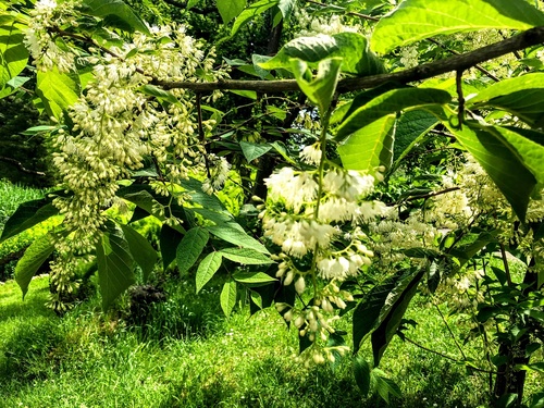 Strykowiec japoński (Petrostyrax hispidus) 