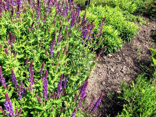 Szałwia omszona "Plumosa"