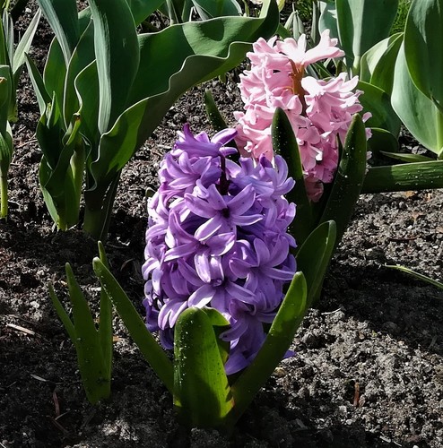 najpiękniejsze kwiaty w kolorze fioletowym/hiacynt