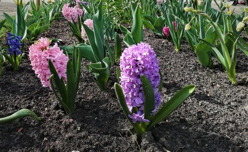 Hiacynt wschodni (Hyacinthus Orientalis) - bylina o intensywnym przyjemnym zapachu