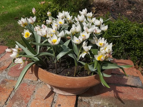 Tulipan turkiestański (Tulipa turkestanica) 